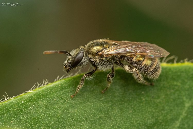 Macrofotografía y Fotografía científica