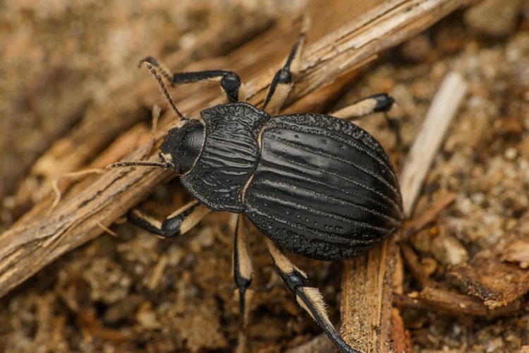 Macrofotografía y Fotografía científica