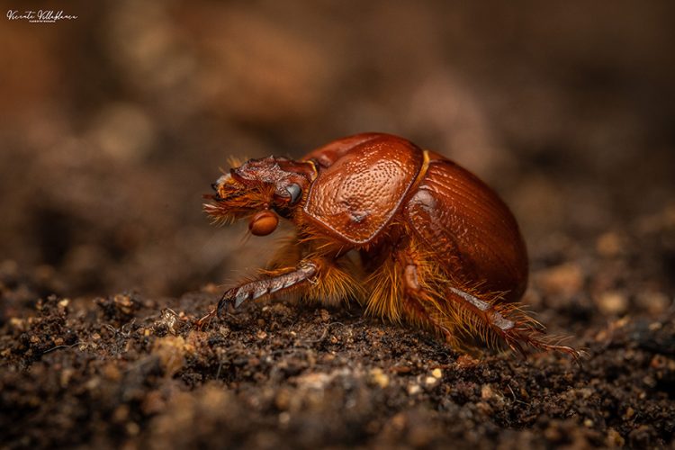 Macrofotografía y Fotografía científica